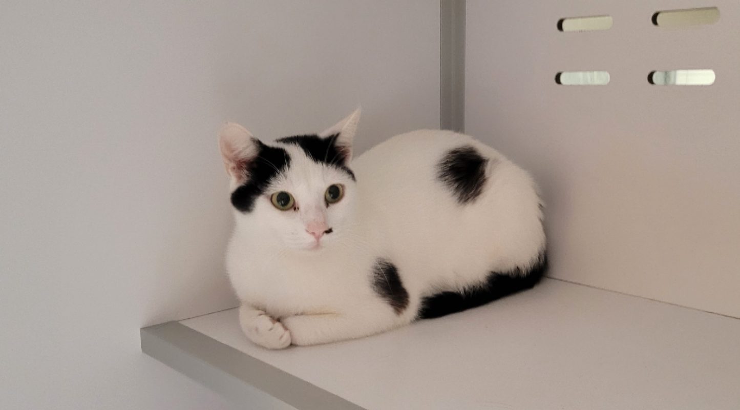 Caline - Chat Européen à adopter - photo 2