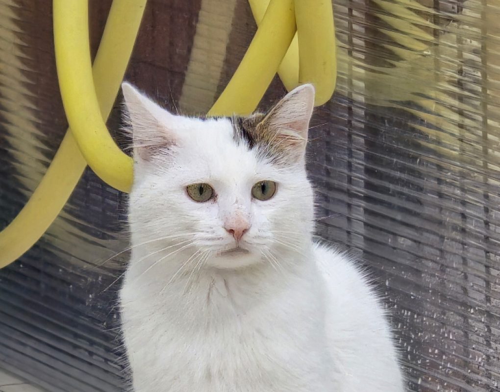 Atlas - Chat Européen à adopter