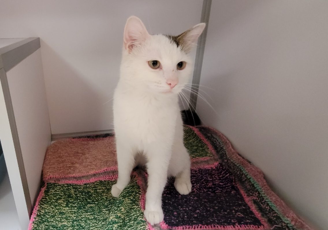 Atlas - Chat Européen à adopter - photo 2