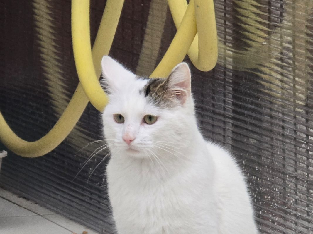 Atlas - Chat Européen à adopter - photo 3