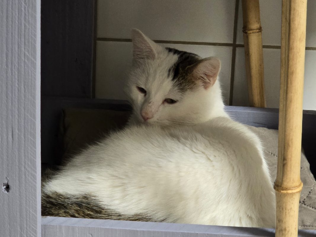 Atlas - Chat Européen à adopter - photo 4
