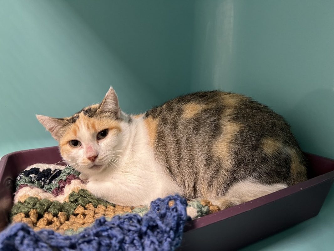 Loumia - Chat Européen à adopter