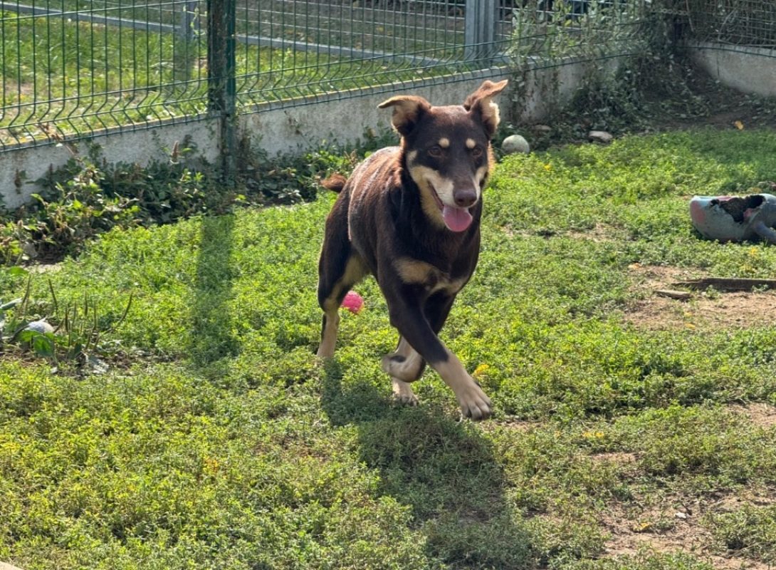 Lyra - Chien à adopter