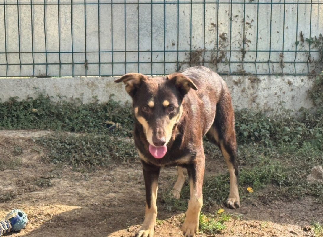 Lyra - Chien à adopter - photo 2
