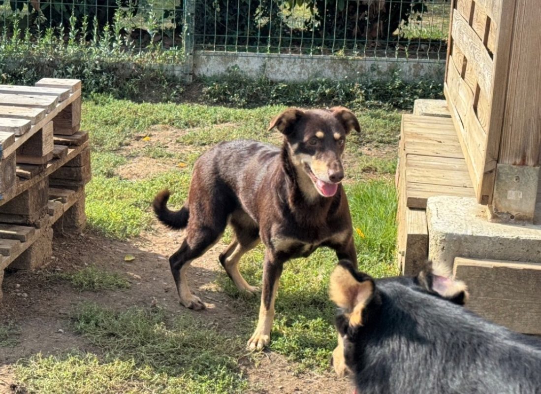 Lyra - Chien à adopter - photo 5