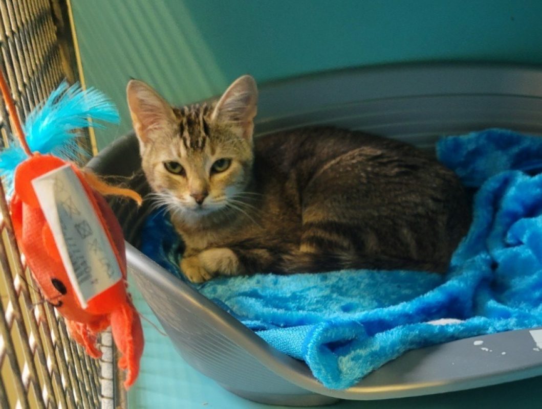 Feelow - Chat Européen à adopter