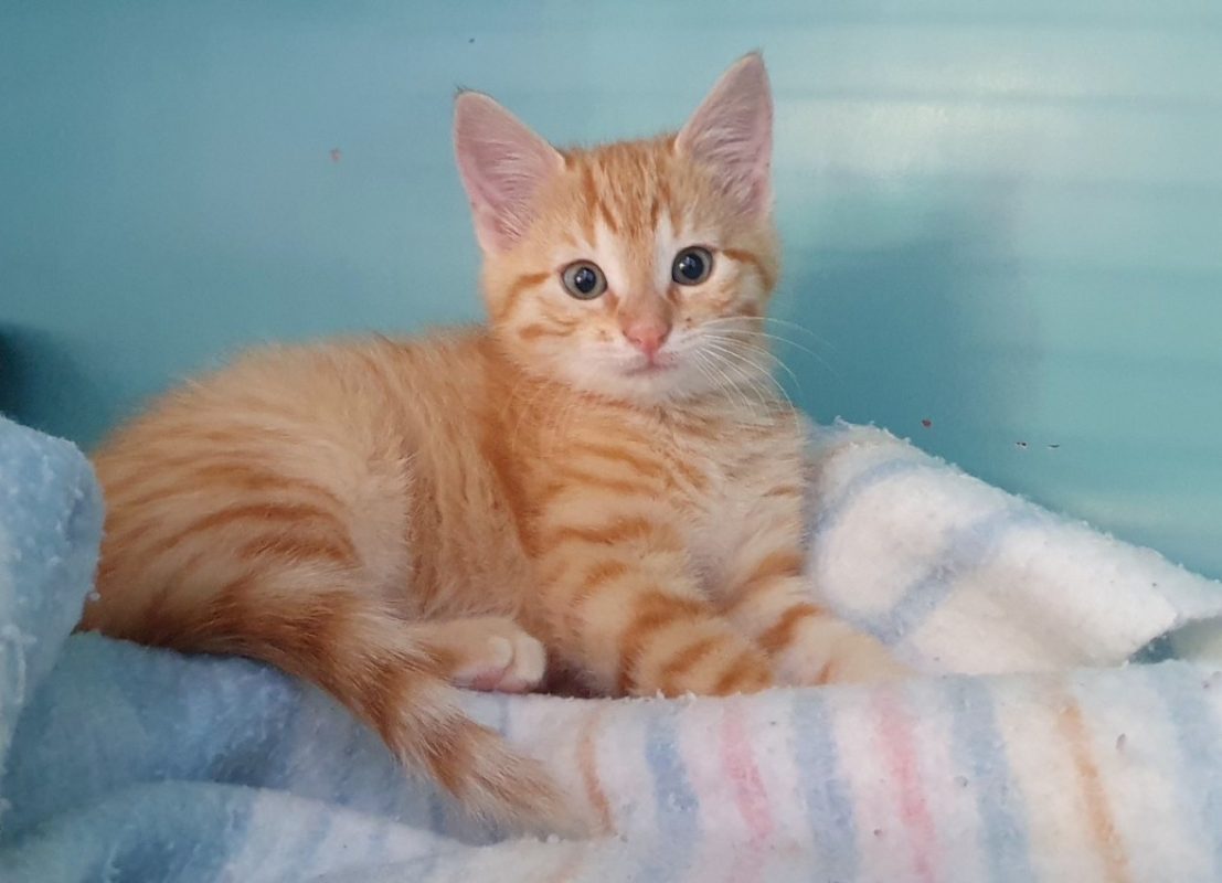 Rose - Chat Européen à adopter