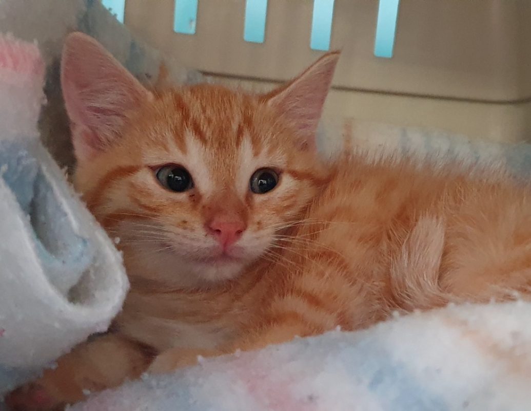 Rose - Chat Européen à adopter - photo 2