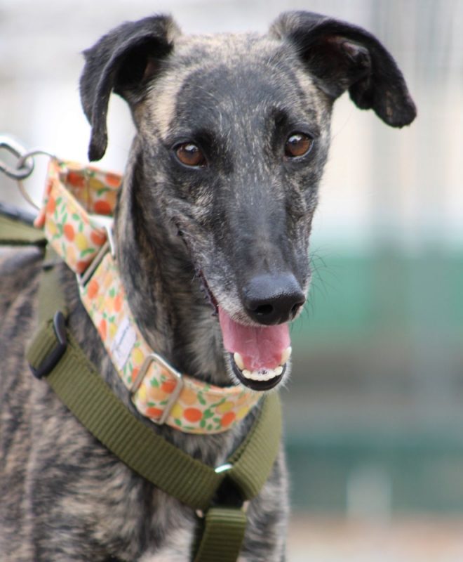 Claudia - Chien Galgo à adopter