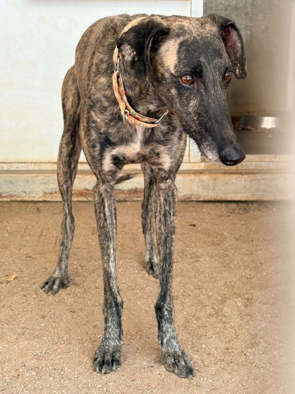 Claudia - Chien Galgo à adopter - photo 5