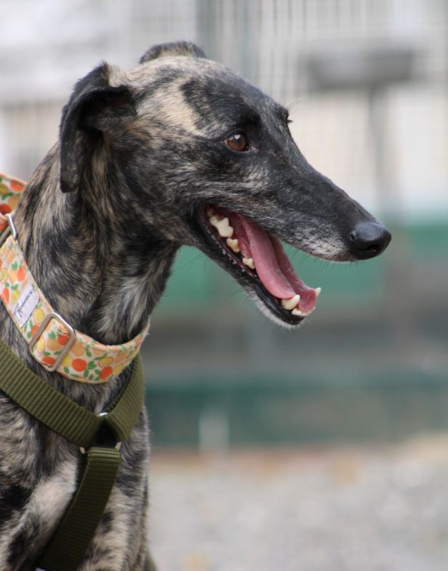 Claudia - Chien Galgo à adopter - photo 3