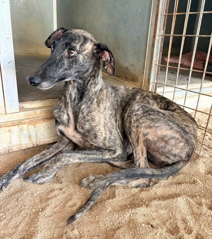 Claudia - Chien Galgo à adopter - photo 4