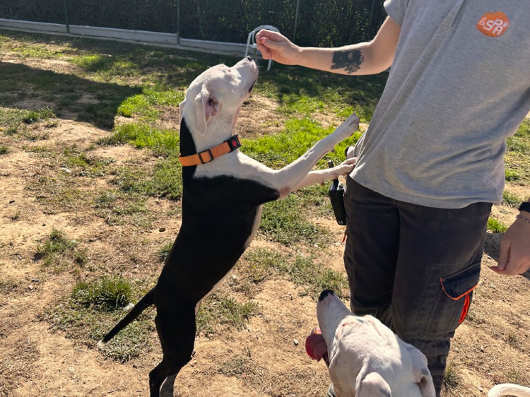 Lana - Chien à adopter