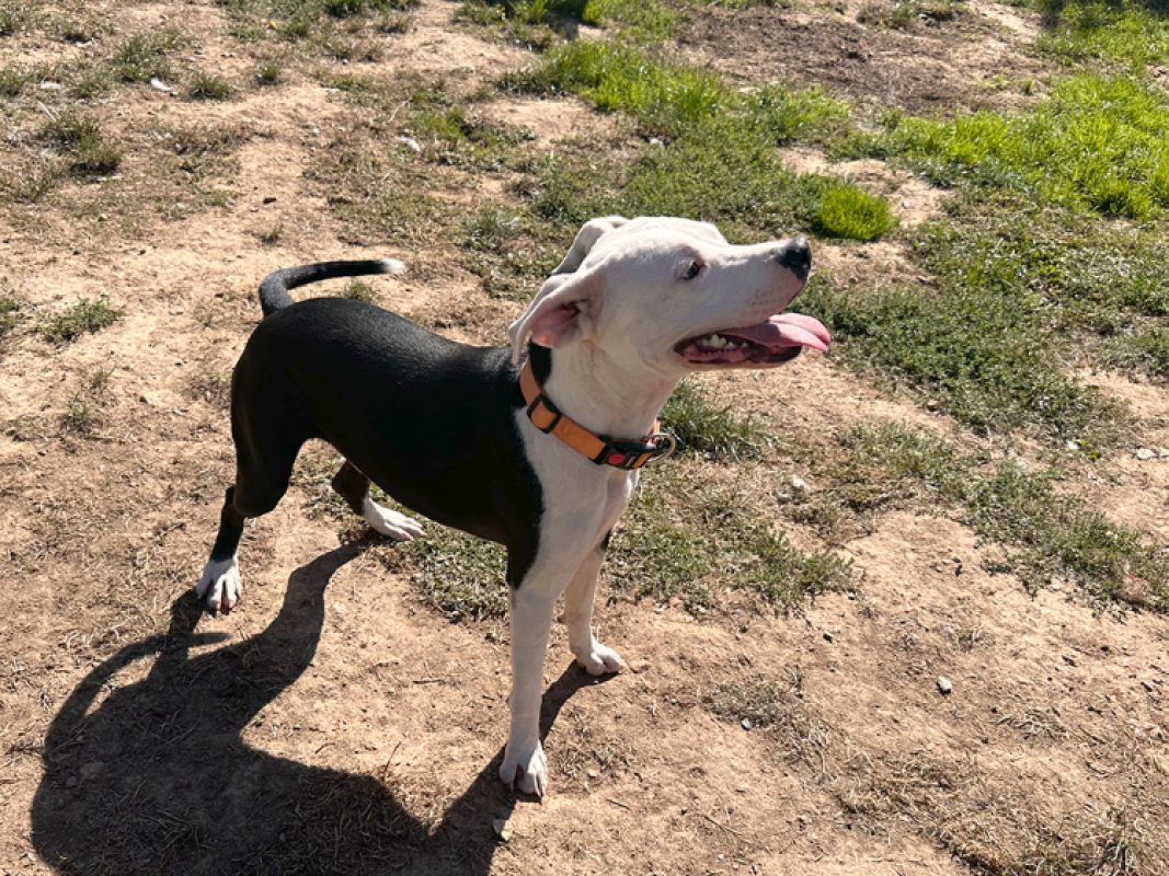 Lana - Chien à adopter - photo 4