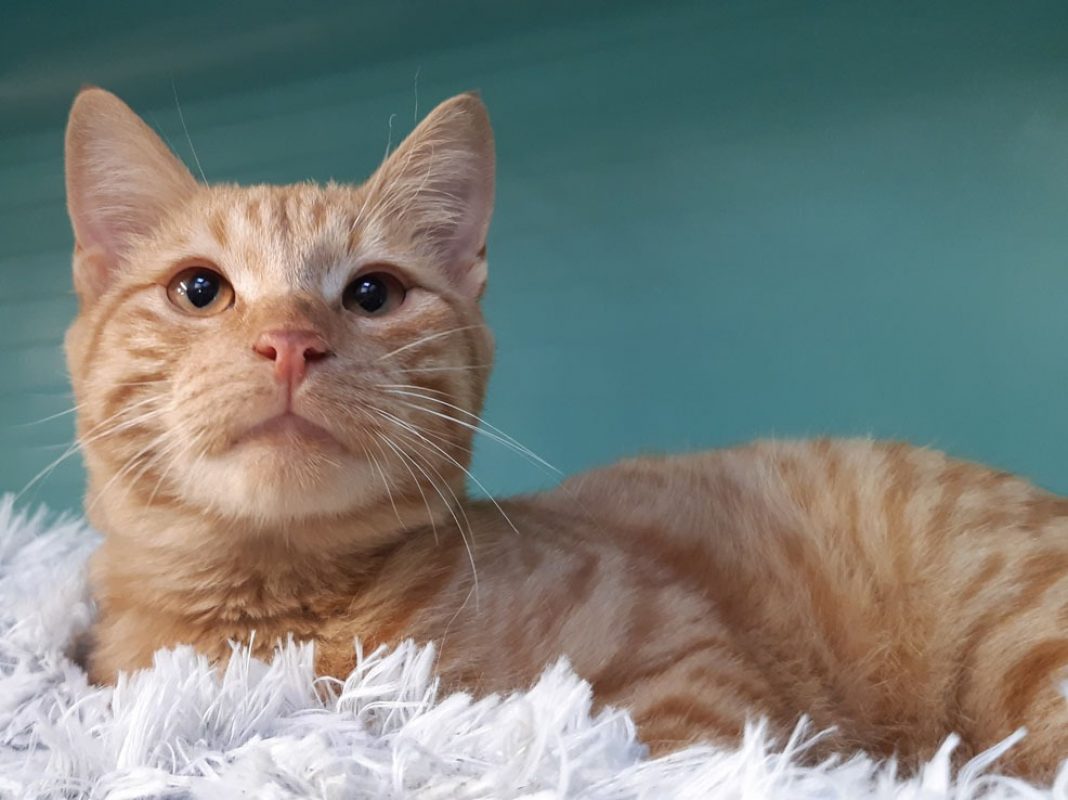 Accio - Chat Européen à adopter