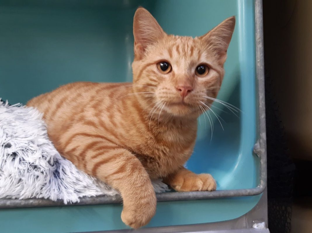 Accio - Chat Européen à adopter - photo 2
