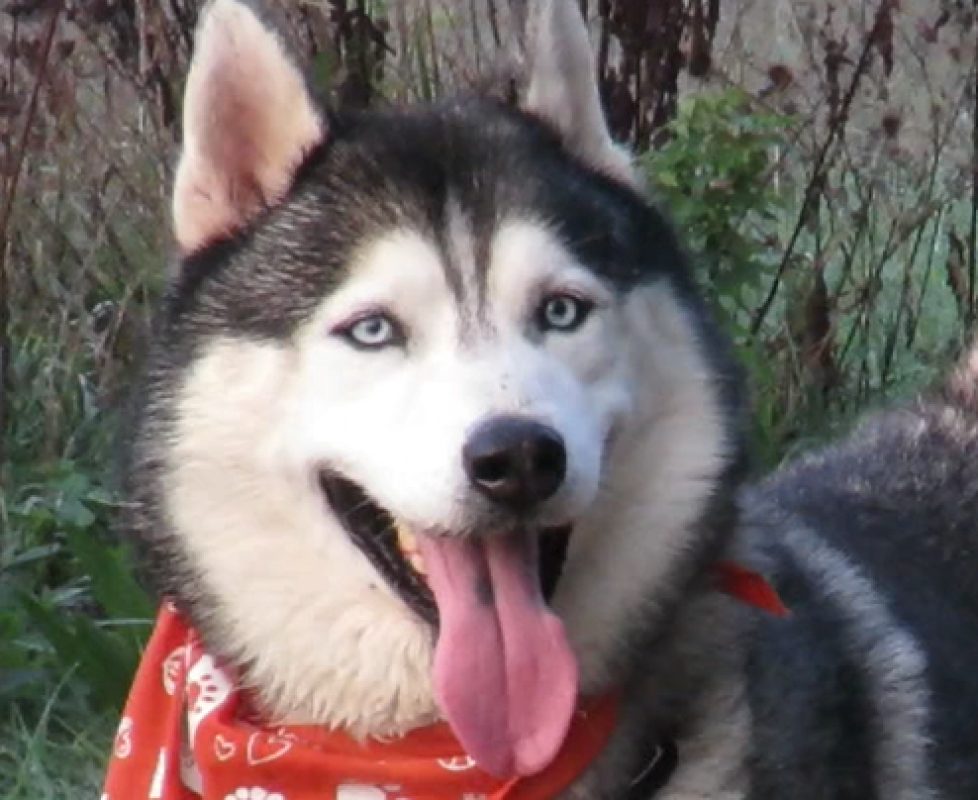 Alpha - Chien Husky Sibérien à adopter