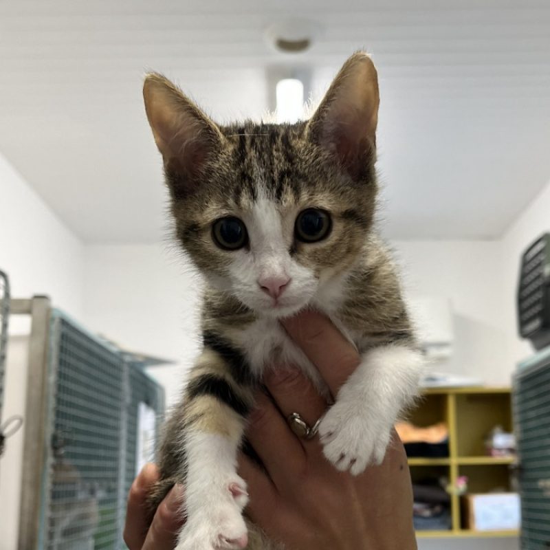 Acte - Chat Européen à adopter