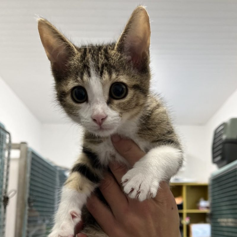 Acte - Chat Européen à adopter - photo 2