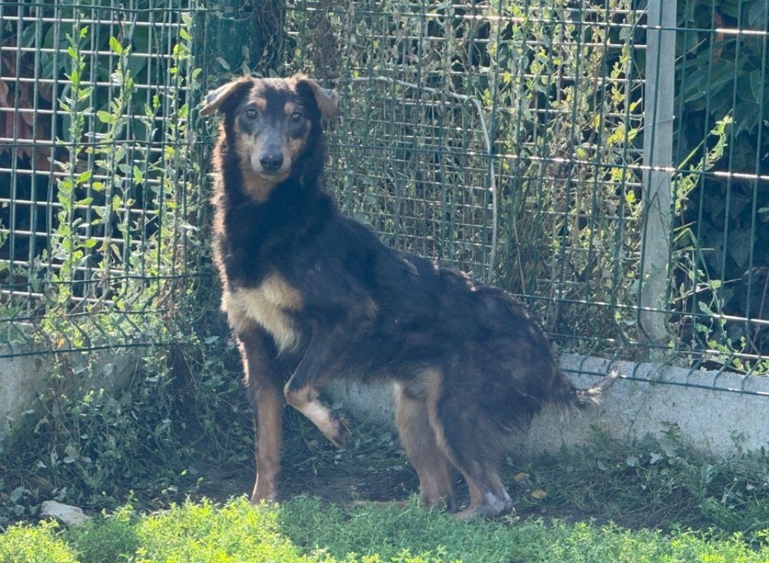 Electron - Chien à adopter