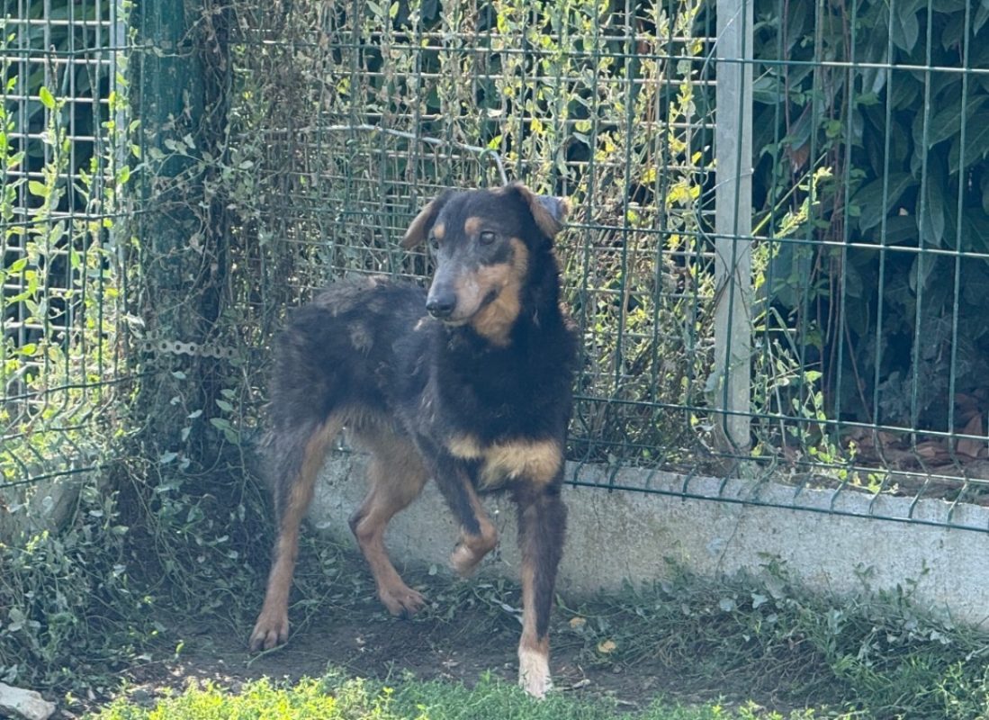 Electron - Chien à adopter - photo 2