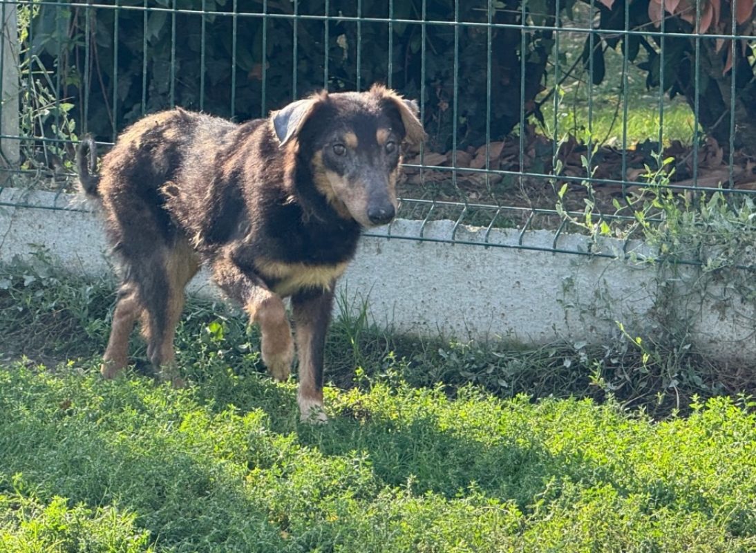 Electron - Chien à adopter - photo 3