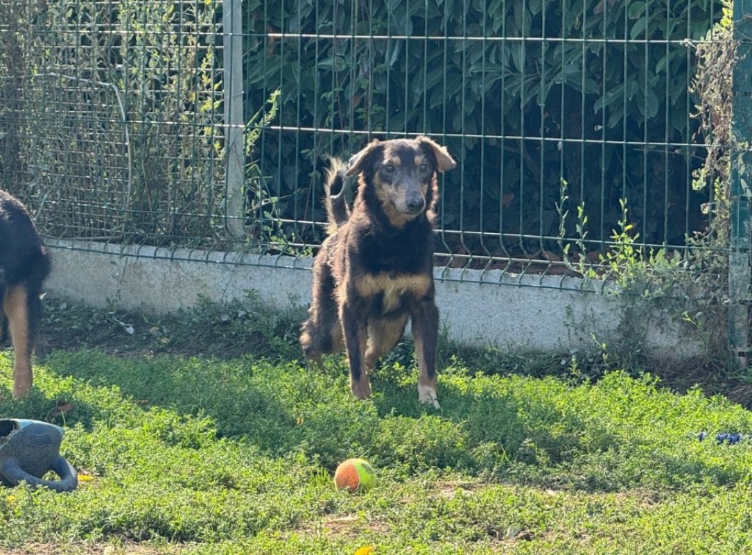 Electron - Chien à adopter - photo 4