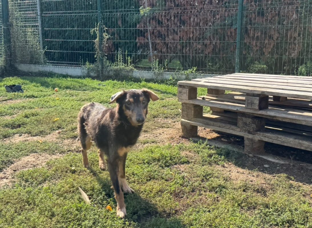 Electron - Chien à adopter - photo 5