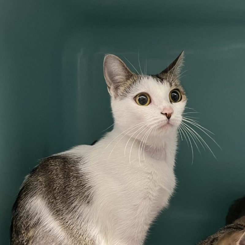 ScÈne - Chat Européen à adopter - photo 2