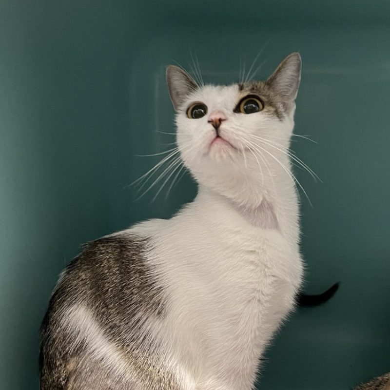 ScÈne - Chat Européen à adopter - photo 3