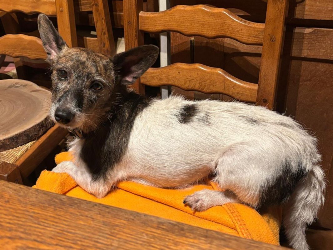 LOLITA - Chien Podenco Canario x Ratonero Bodeguero Andaluz à adopter - photo 6