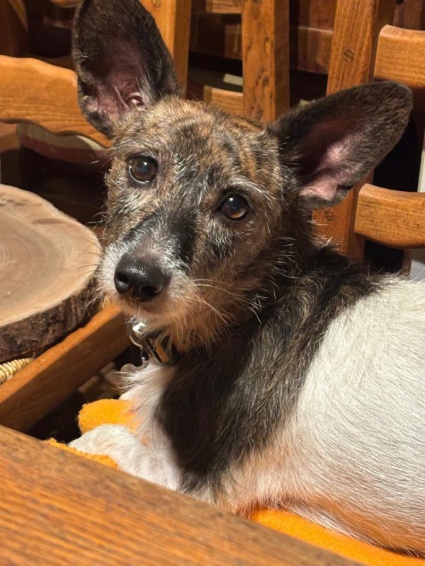 LOLITA - Chien Podenco Canario x Ratonero Bodeguero Andaluz à adopter