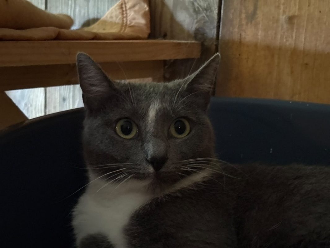 Chaussette - Chat Européen à adopter