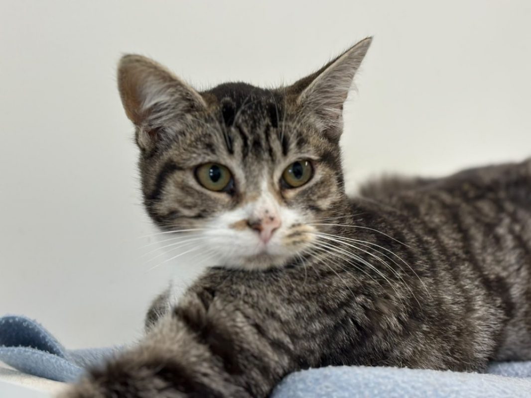 Margarita - Chat Européen à adopter