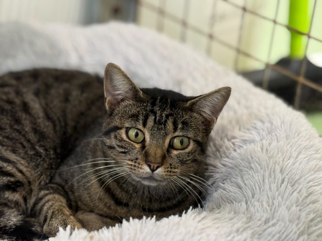 Crakote - Chat Européen à adopter