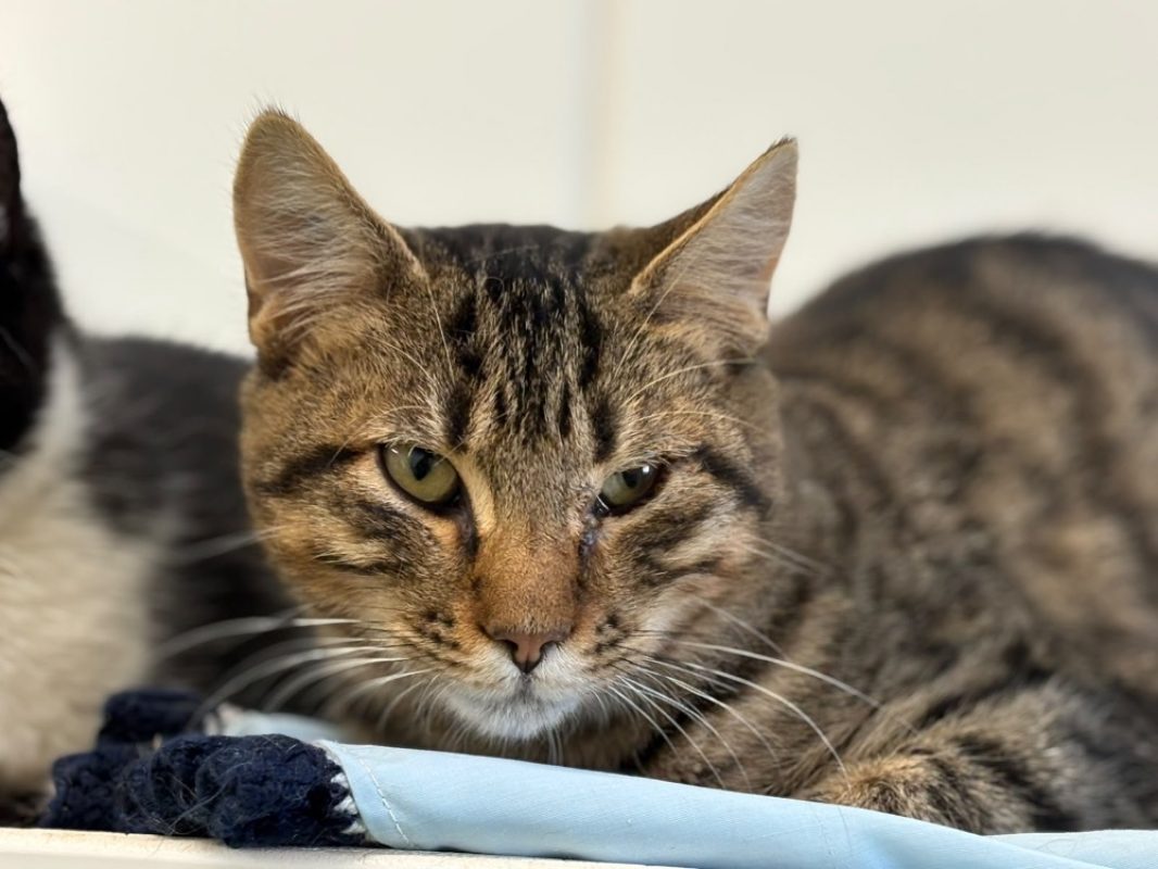 Yago - Chat Européen à adopter