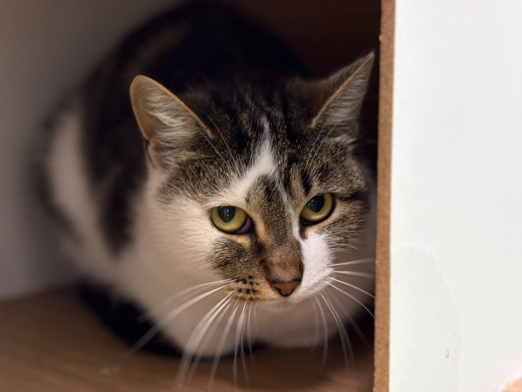 Chamalow - Chat Européen à adopter