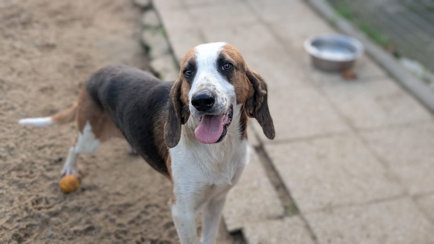 Rayley - Chien Anglo-Français de Petite Vènerie à adopter