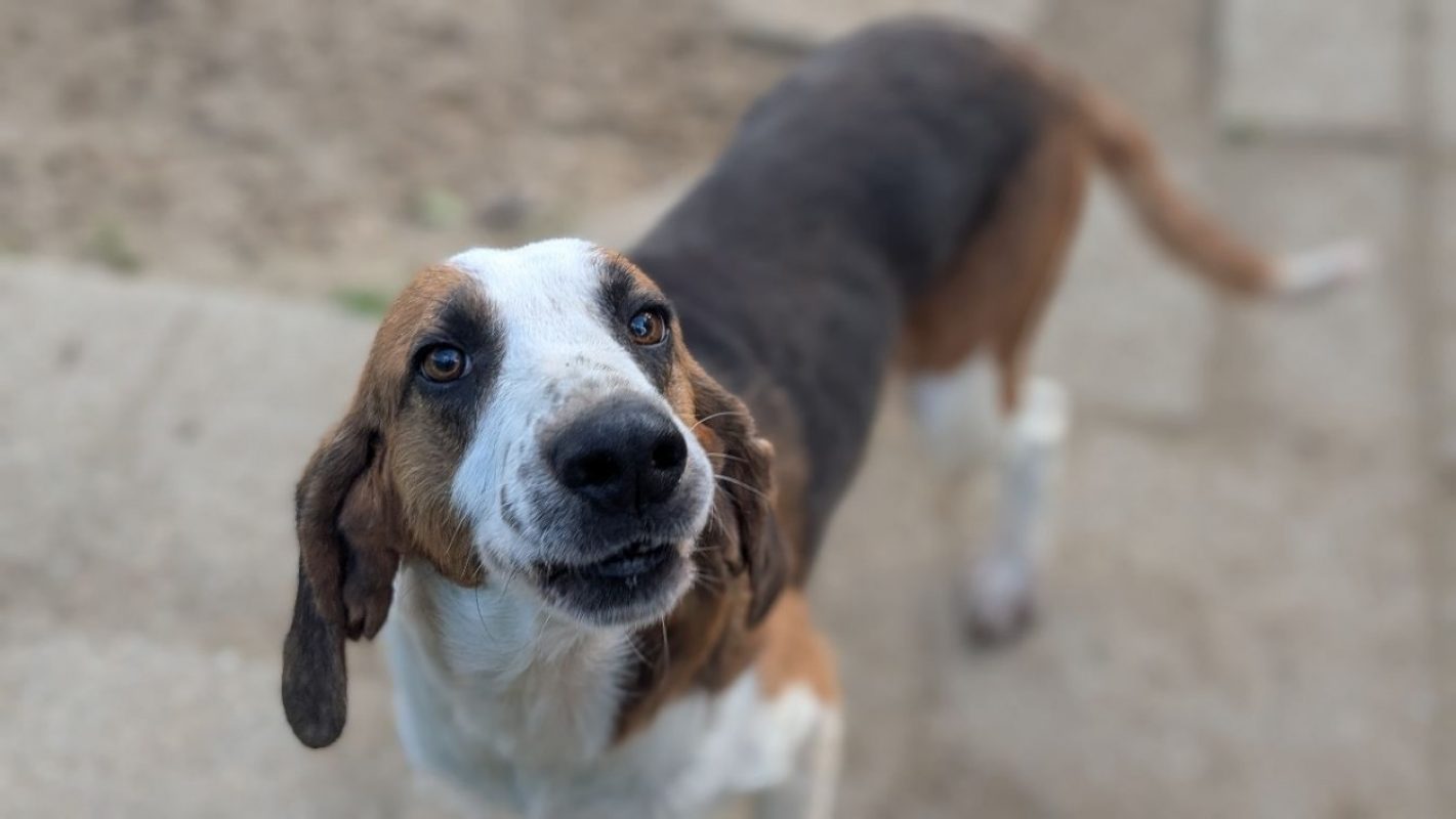 Rayley - Chien Anglo-Français de Petite Vènerie à adopter - photo 2
