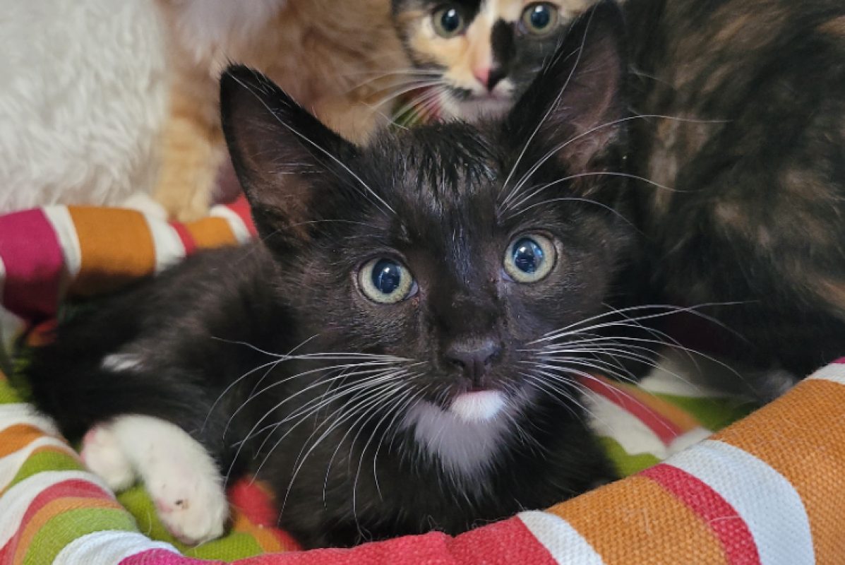 Paquerette - Chat Européen à adopter