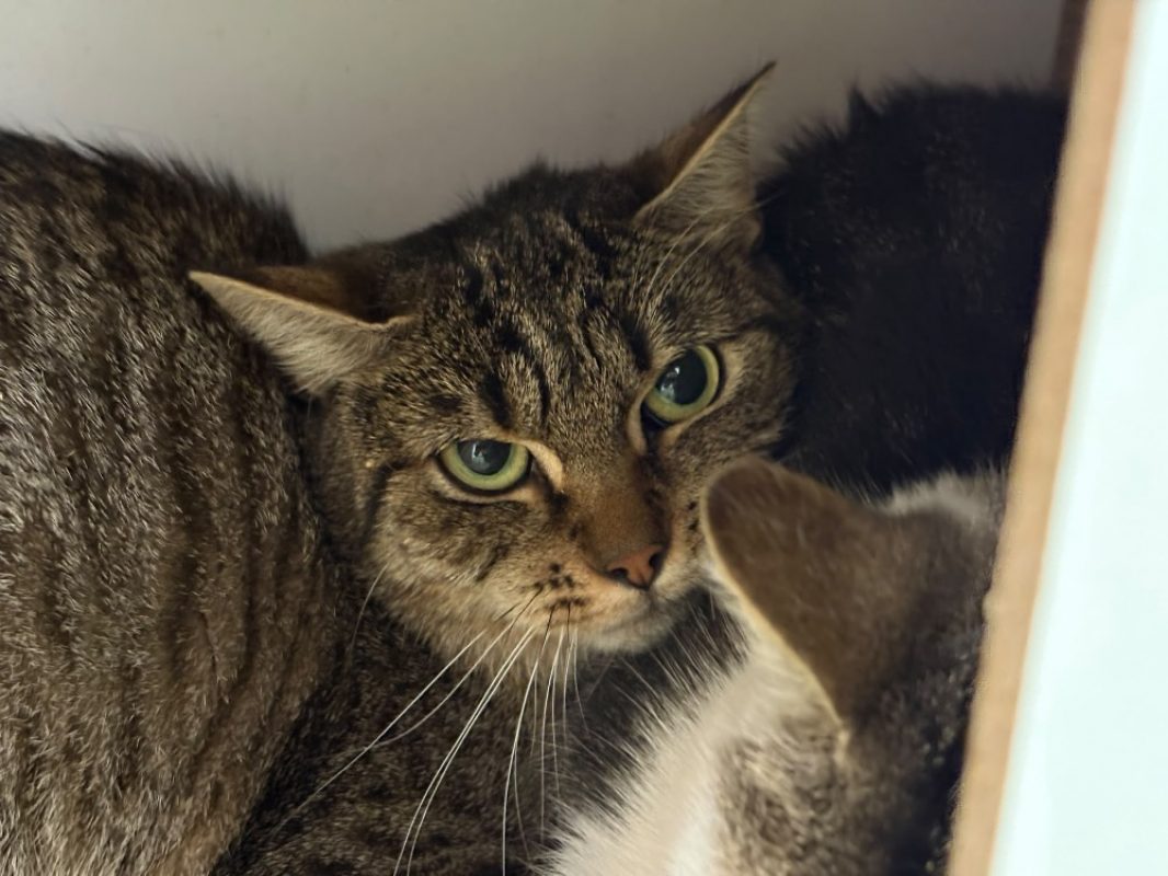 Babelle - Chat Européen à adopter