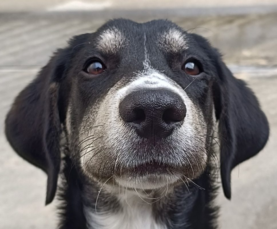 Spitfire - Chien à adopter