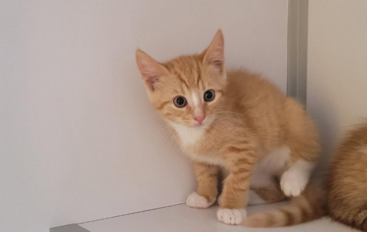 Crocus - Chat Européen à adopter