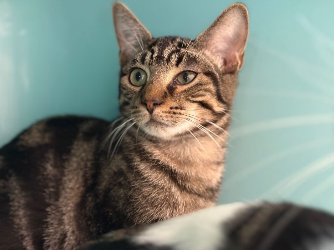 FutÉ - Chat Européen à adopter