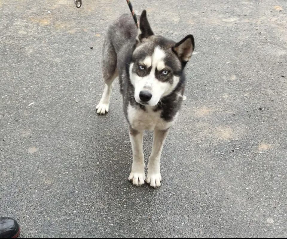 Smarties - Chien Husky Sibérien à adopter