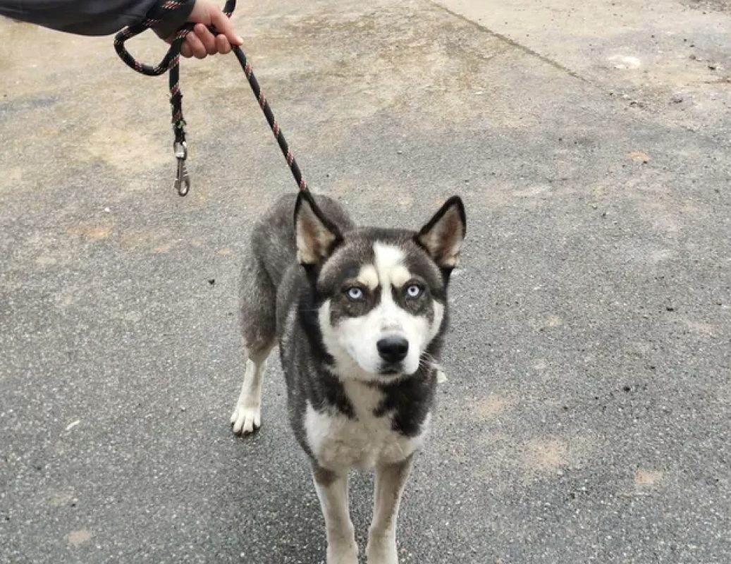 Smarties - Chien Husky Sibérien à adopter - photo 2
