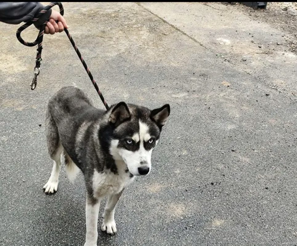 Smarties - Chien Husky Sibérien à adopter - photo 3