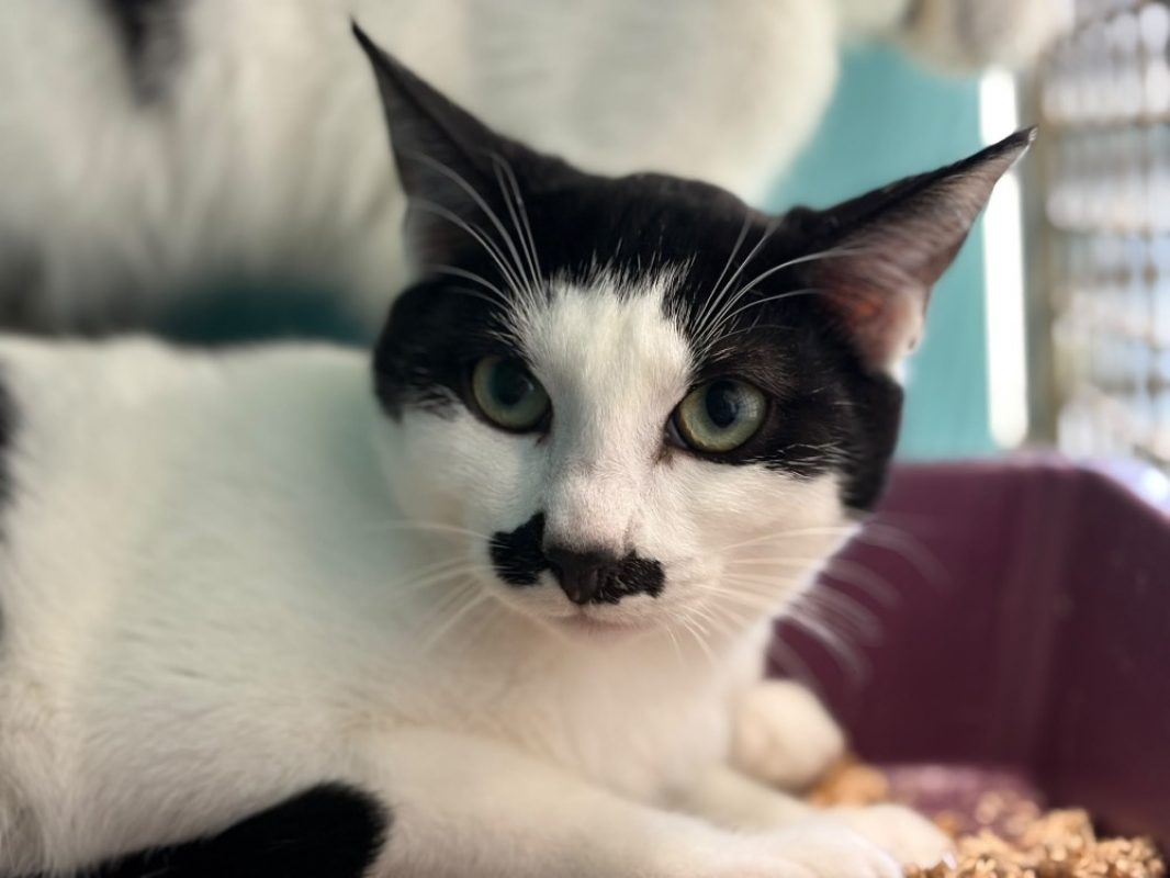 Moustache - Chat Européen à adopter