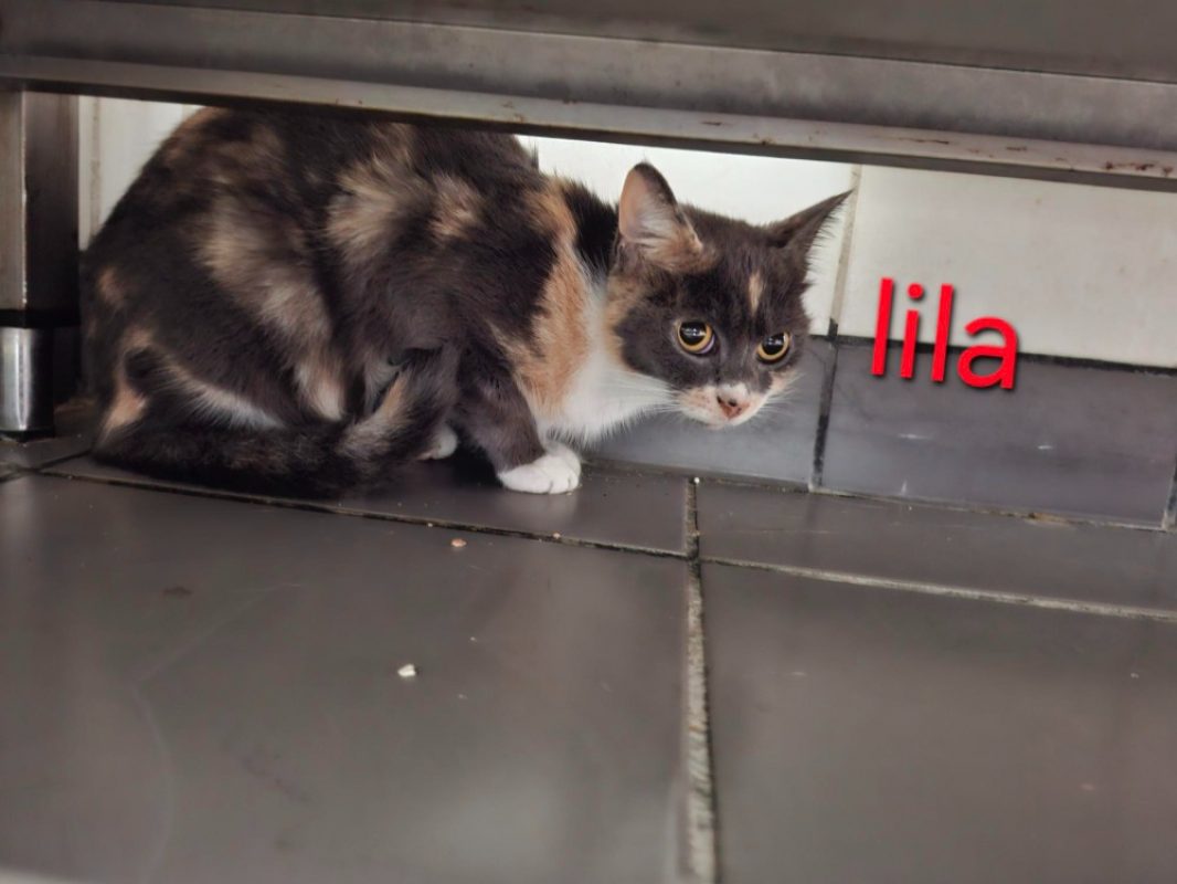 Lila - Chat Européen à adopter