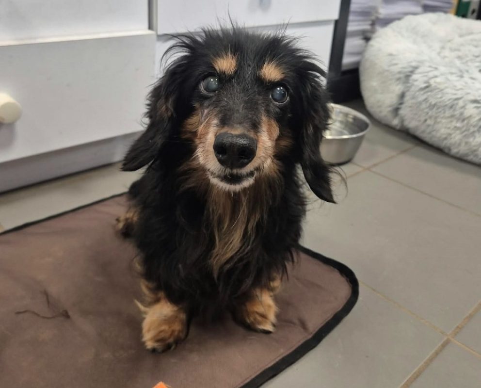 Bobby - Chien Teckel à adopter